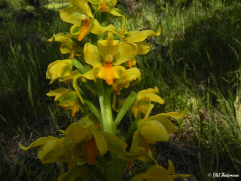 Image of Gavilea odoratissima Poepp.