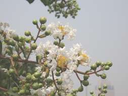 Image of Crape myrtle