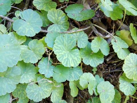 Image de Hydrocotyle mexicana Cham. & Schltdl.