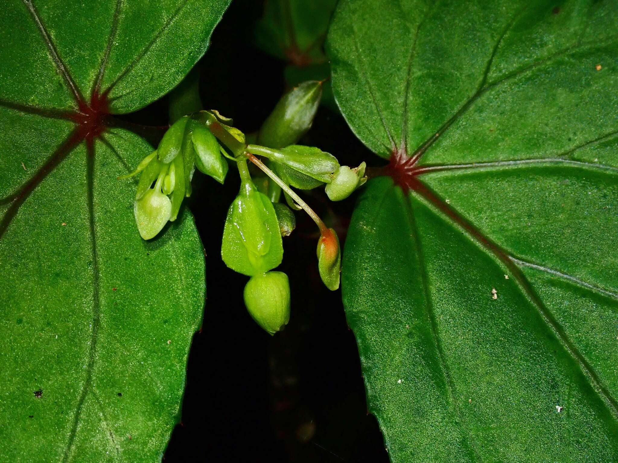 Image of Begonia holttumii Irmsch.