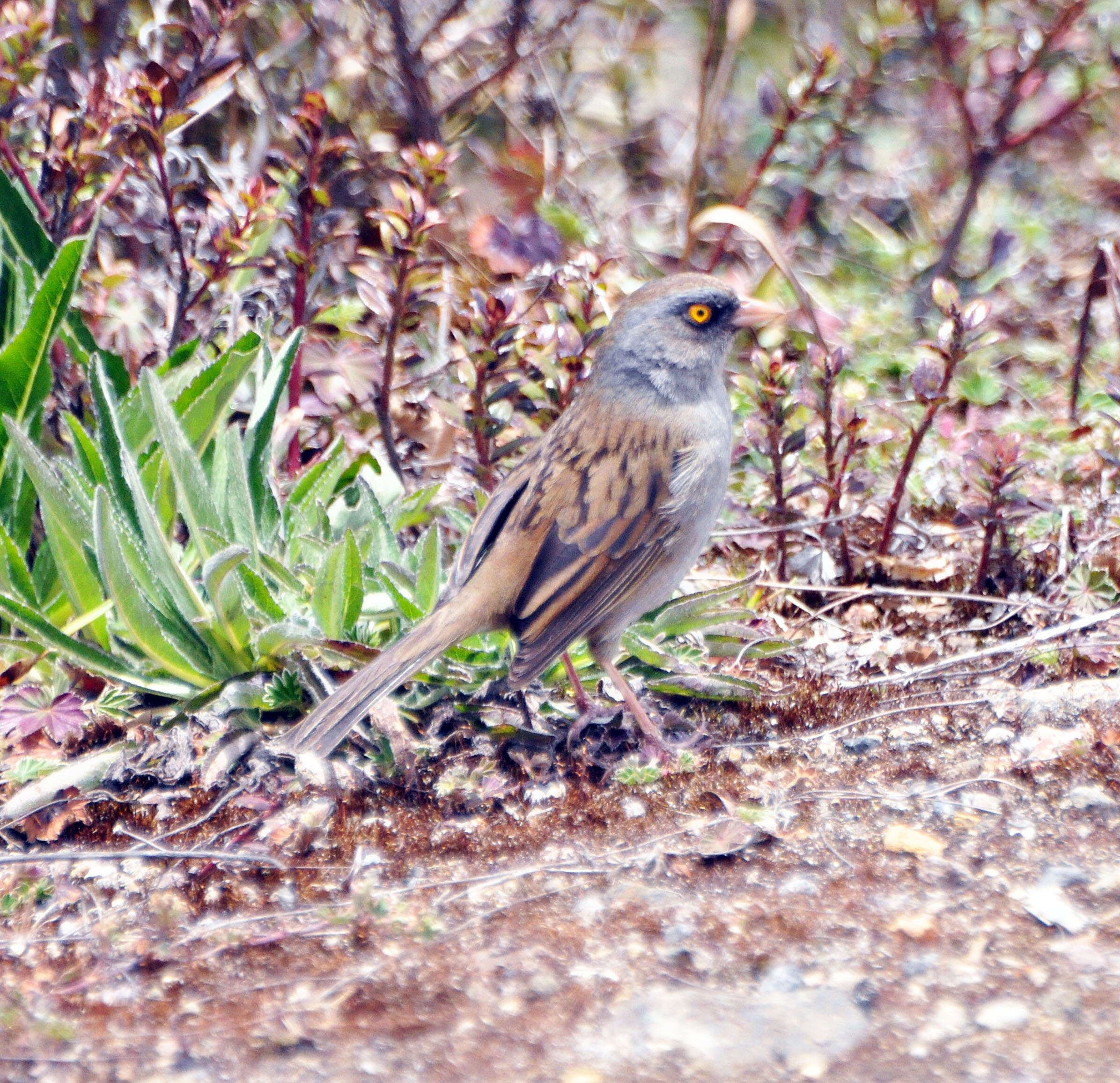 Image of Volcano Junco