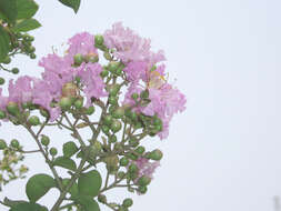 Image of Crape myrtle