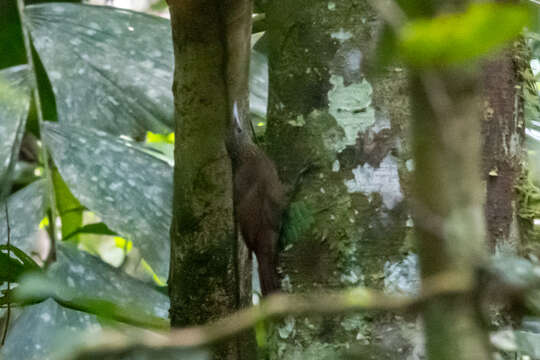 Image of Elegant Woodcreeper