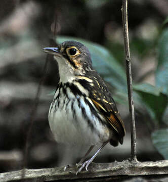 Image of Spectacled Antpitta