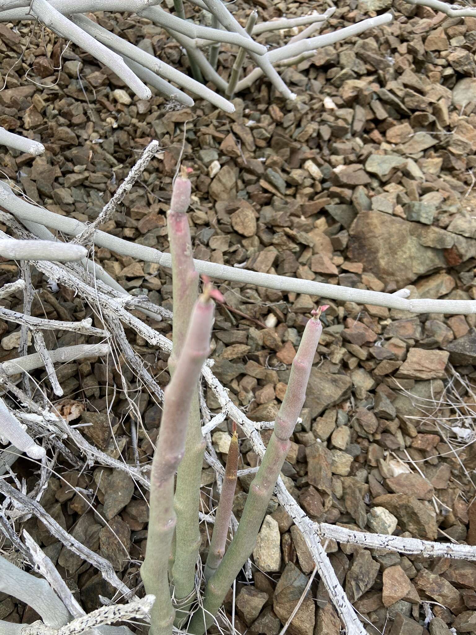 Image of Euphorbia lomelii V. W. Steinm.