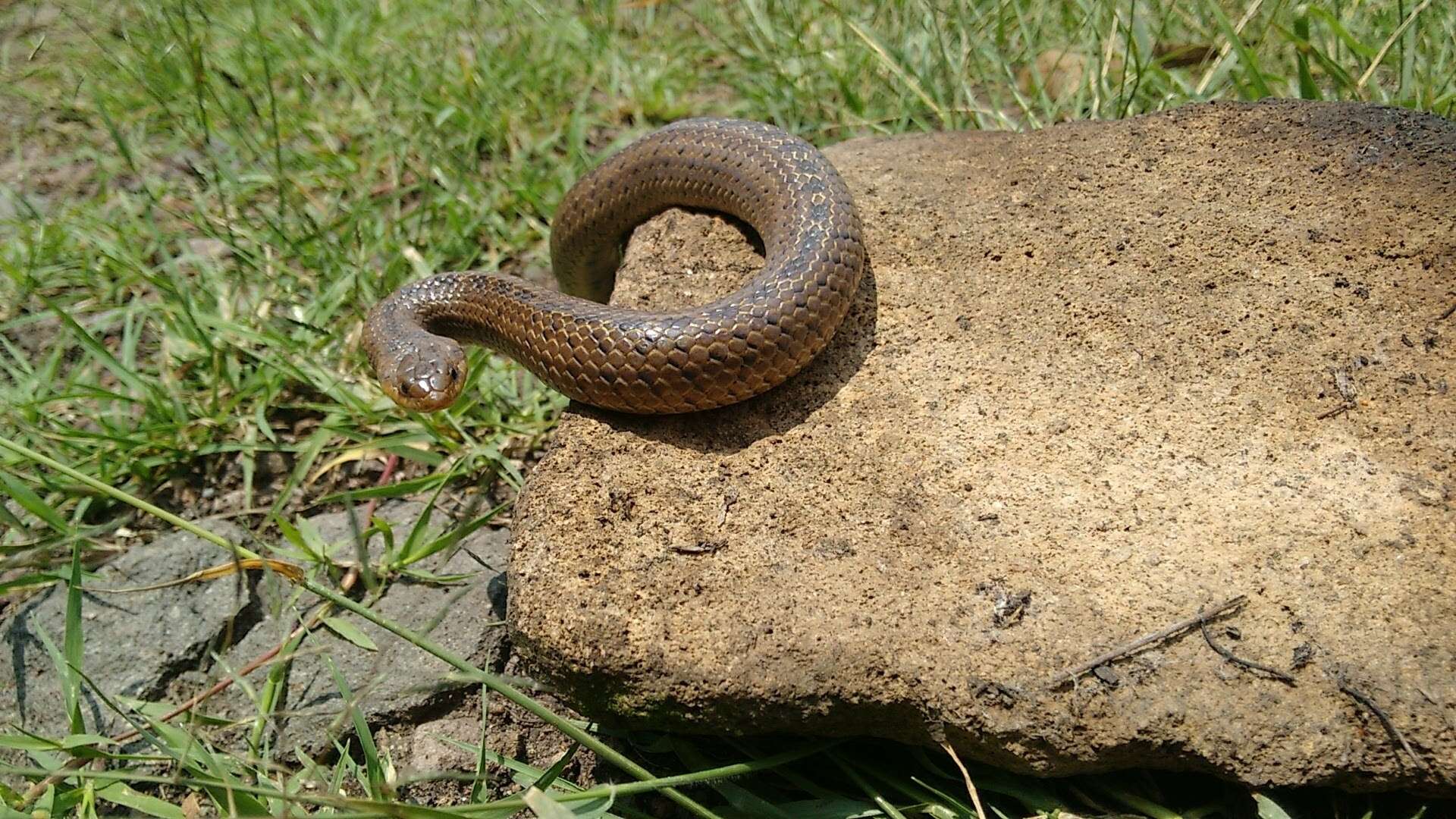 Image of Largenose Earth Snake