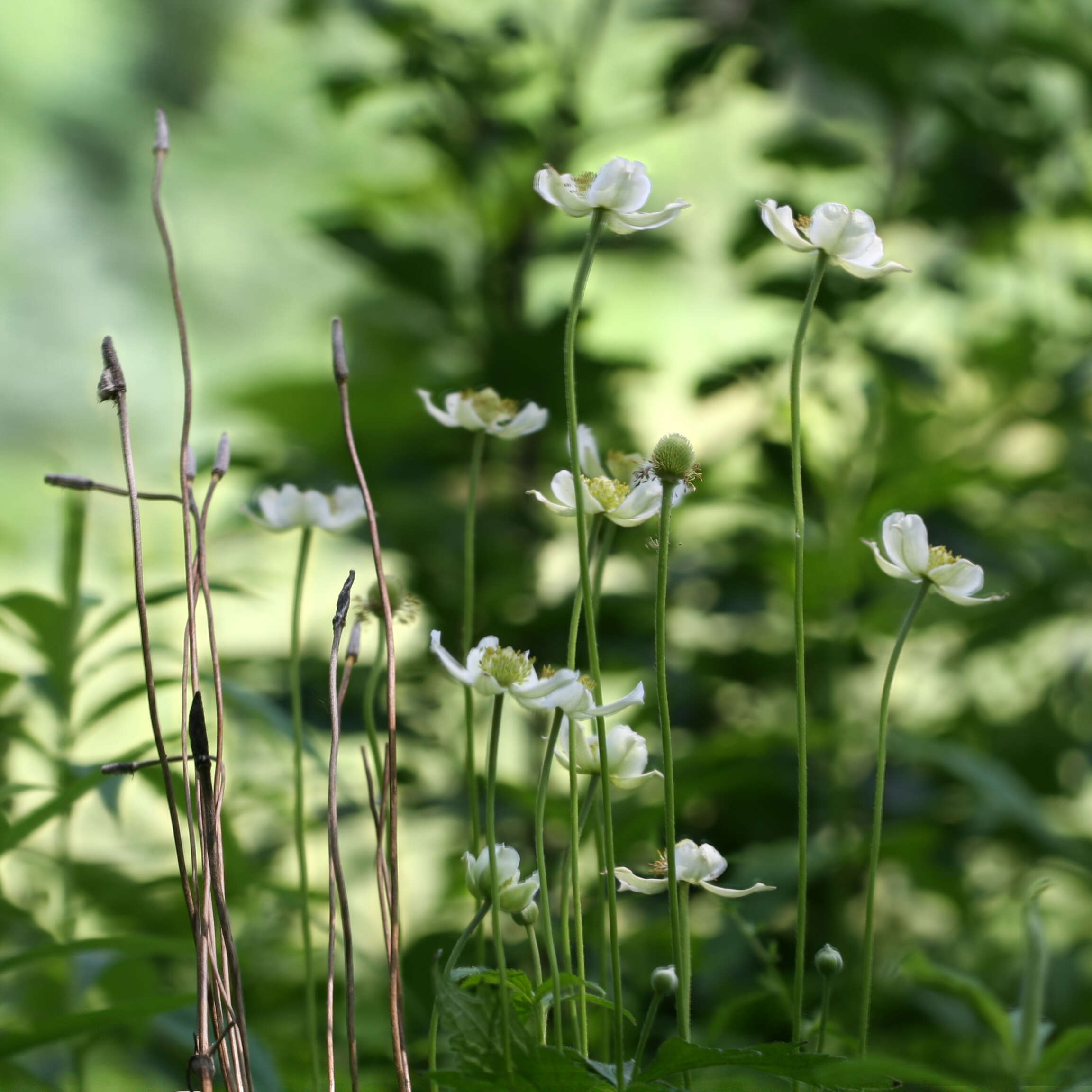 Image of tall thimbleweed