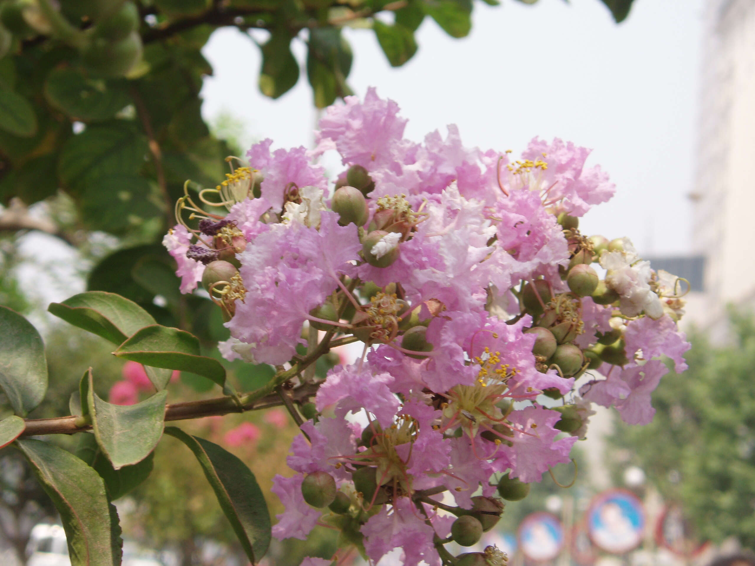 Image of Crape myrtle