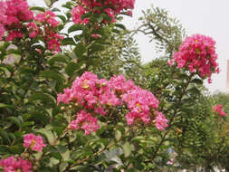 Image of Crape myrtle