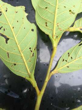 Image de Nectandra reticulata (Ruiz & Pav.) Mez