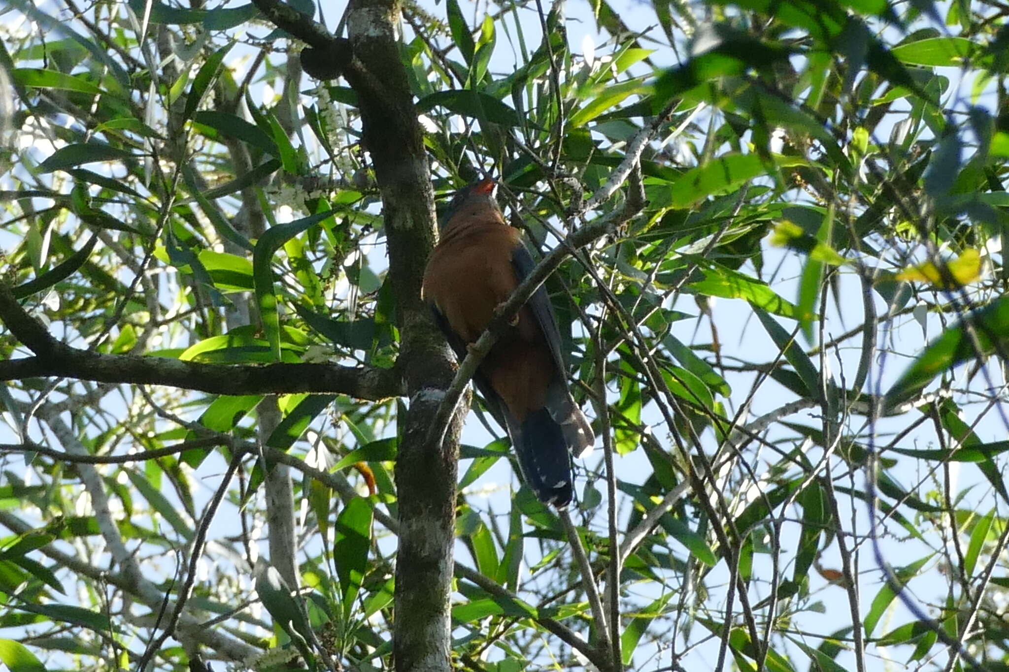 Image of Chestnut-breasted Cuckoo