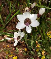 Image of Geissorhiza tulbaghensis F. Bolus