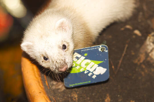 Image of domestic ferret