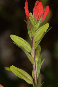 Image de Castilleja ecuadorensis N. Holmgren