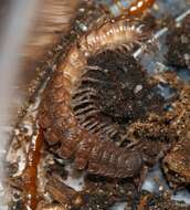 Image of Flat-backed millipede