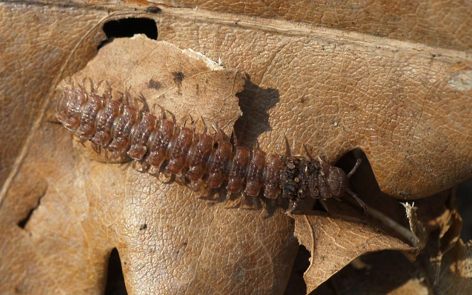 Image of Flat-backed millipede