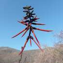 Erythrina goldmanii Standl. resmi