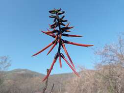 Imagem de Erythrina goldmanii Standl.