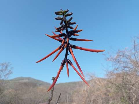 Image of Erythrina goldmanii Standl.