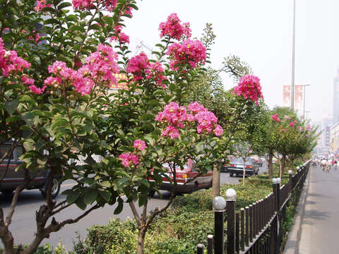 Image of Crape myrtle