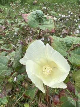 Gossypium herbaceum L. resmi