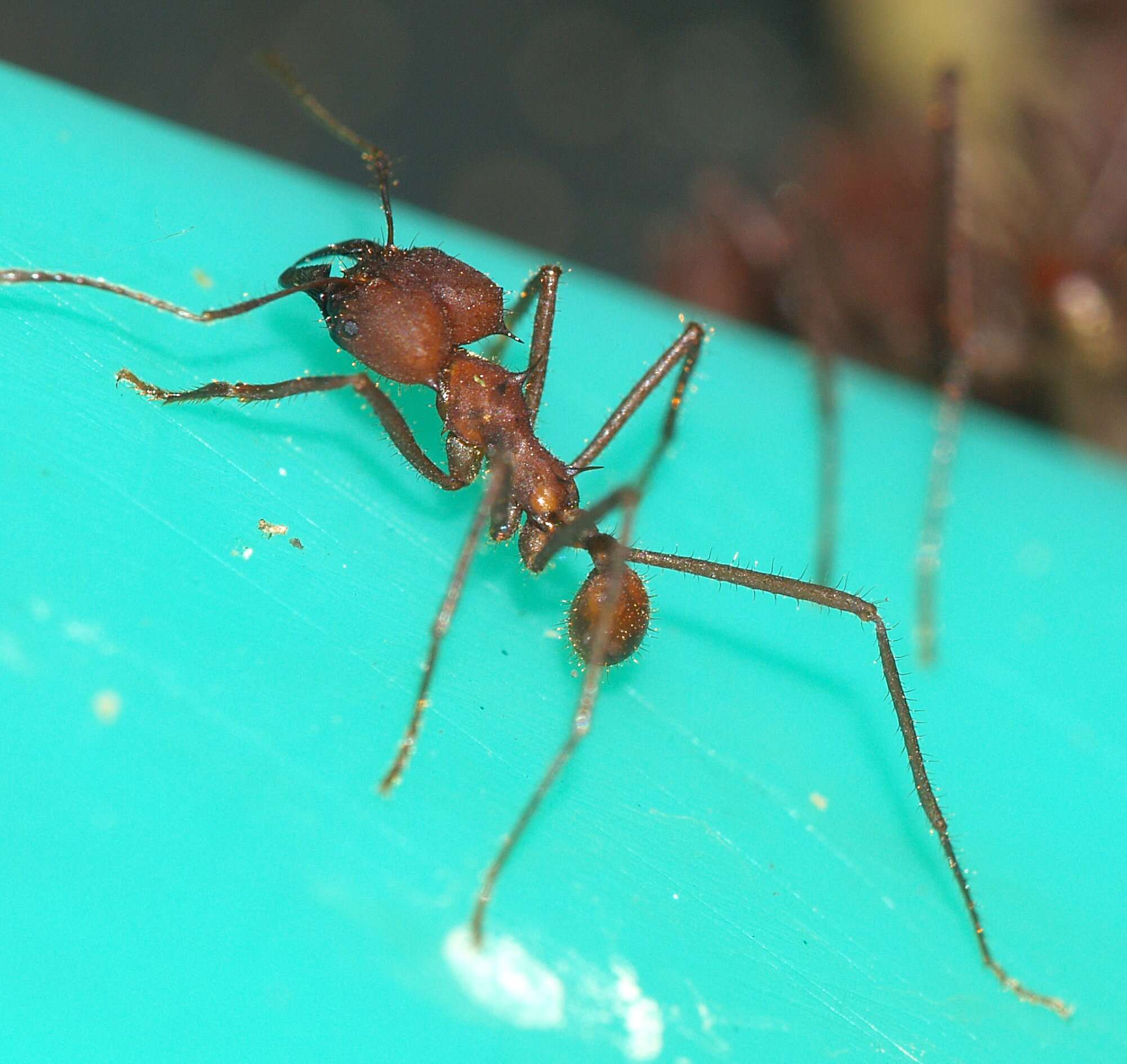 Image of Leaf-cutter ant