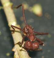 Image of Leaf-cutter ant