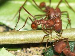 Image of leaf-cutter ants