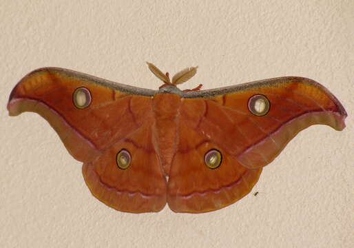 Image of Chinese Tasar Oak Moth