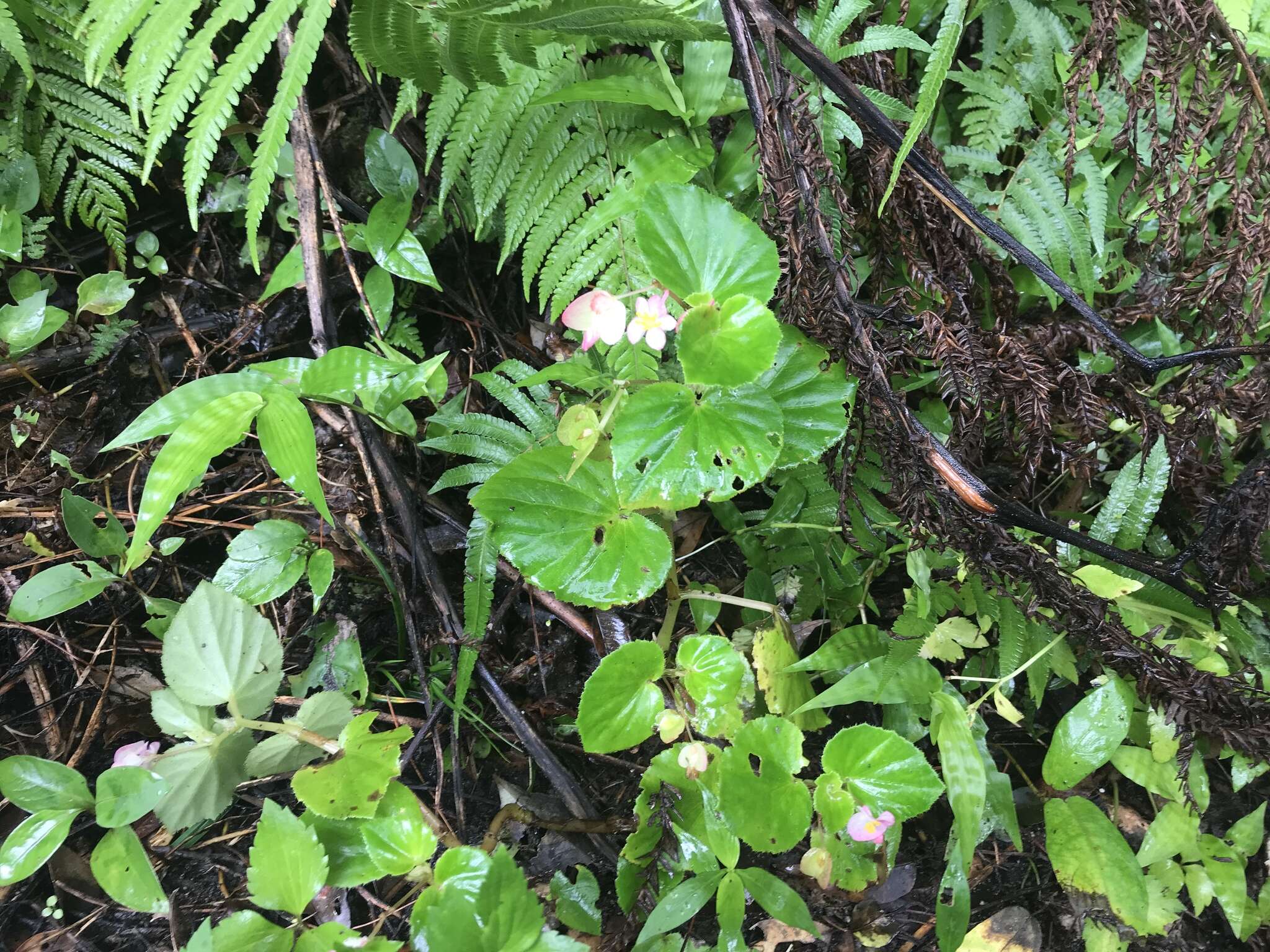 Слика од Begonia grandis Dryand.