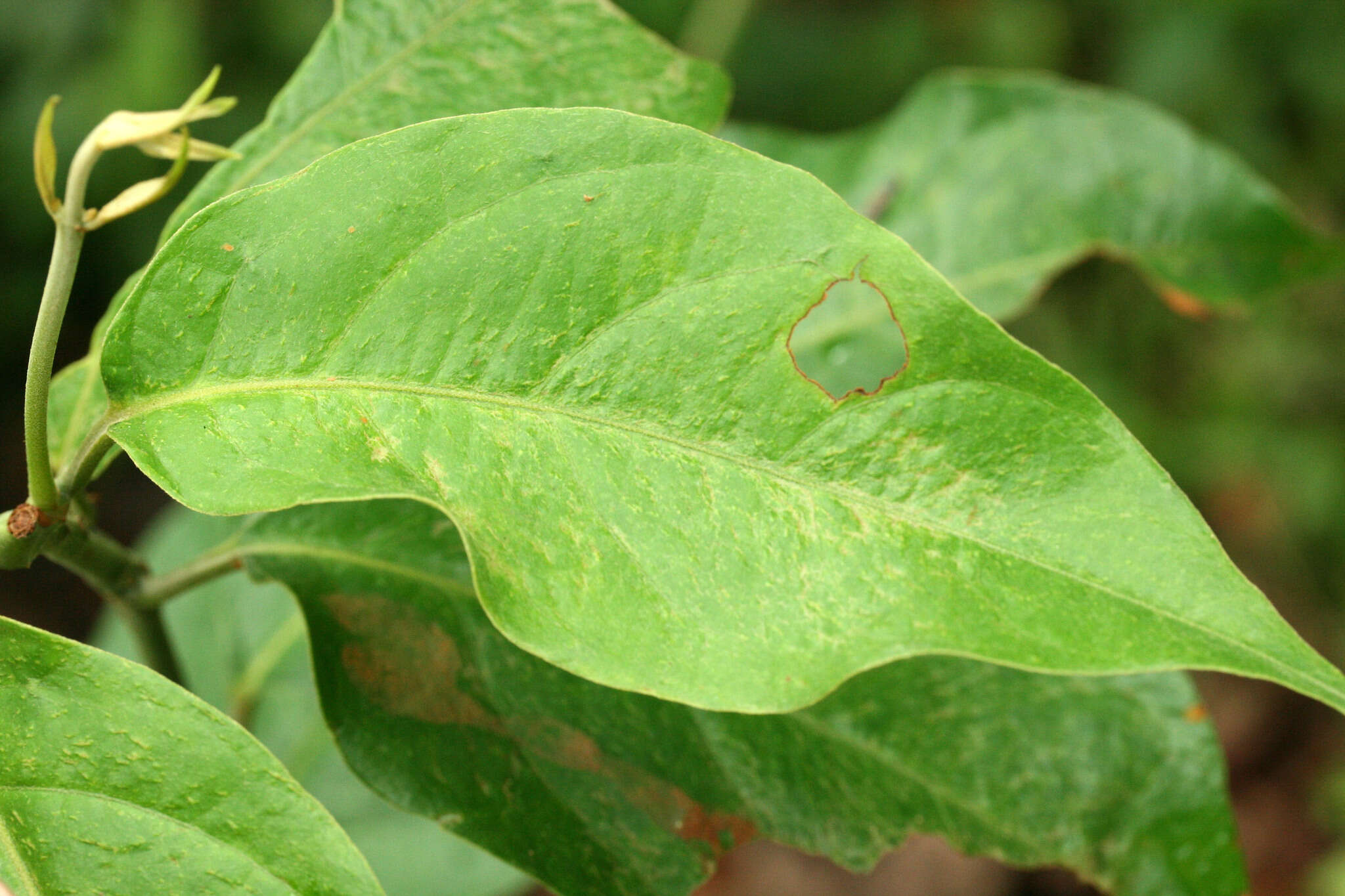 Image de Banisteriopsis caapi (Spruce ex Griseb.) Morton