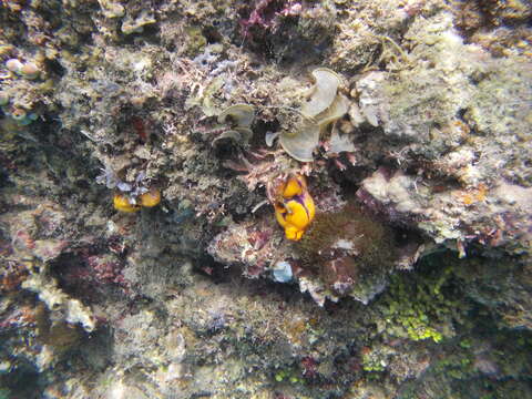 Image of Ox heart ascidian