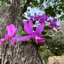 Imagem de Cattleya nobilior Rchb. fil.