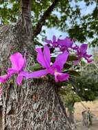 Image of Cattleya nobilior Rchb. fil.