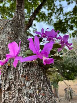 Plancia ëd Cattleya nobilior Rchb. fil.