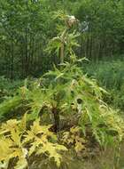 Image of Mantegazzi's Cow-Parsnip