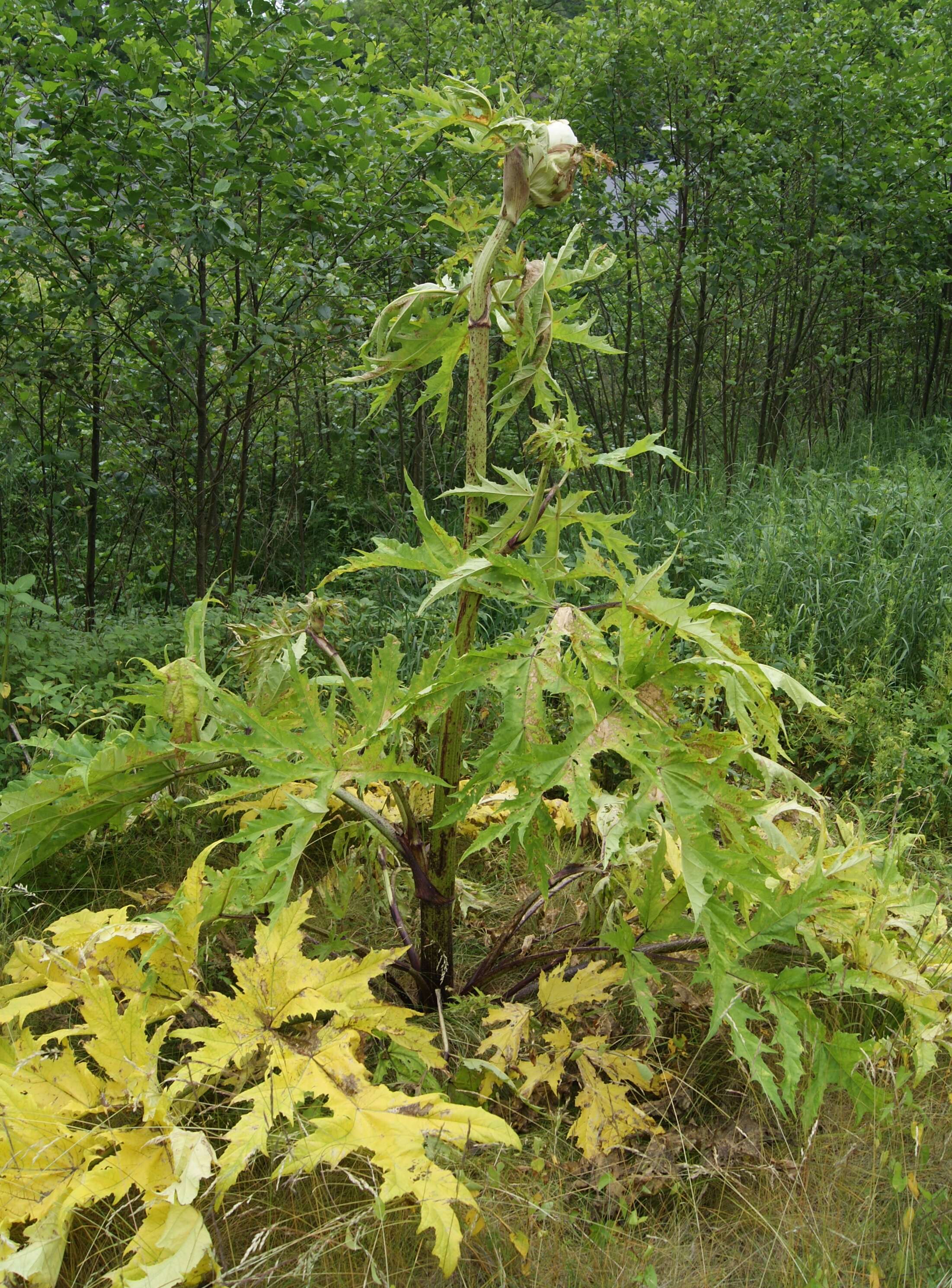 Image of Mantegazzi's Cow-Parsnip