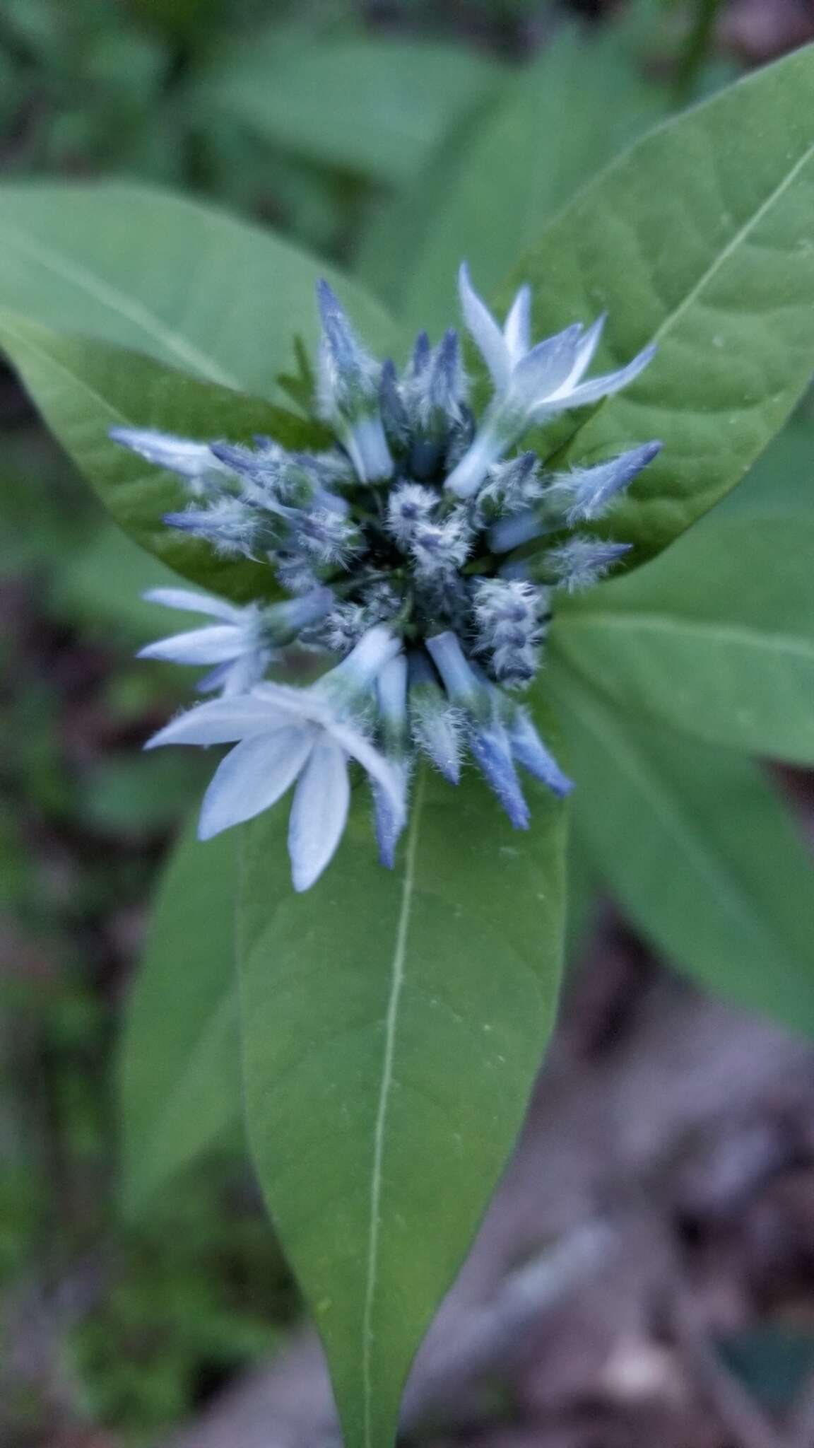 Image of eastern bluestar