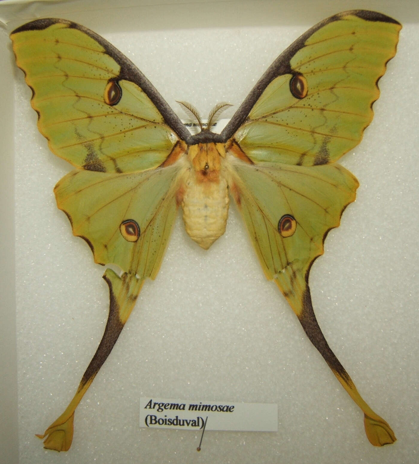 Image of African Luna moth