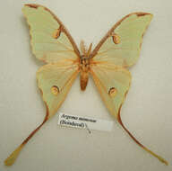 Image of African Luna moth