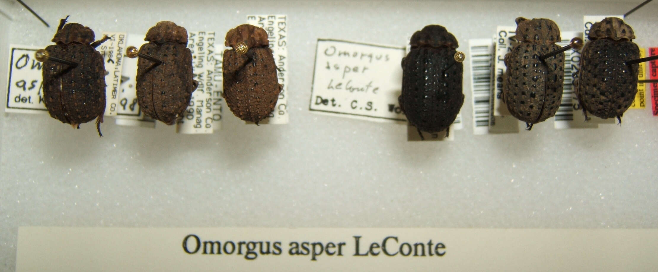 Image of Omorgus (Omorgus) asper Le Conte 1854