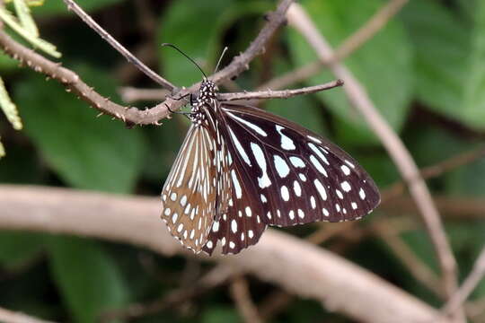 Image of <i>Tirumala septentrionis</i>