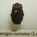 Image of Omorgus (Omorgus) carinatus Loomis 1922