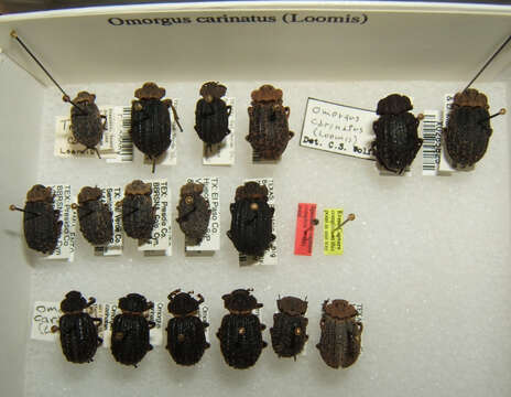 Image of Omorgus (Omorgus) carinatus Loomis 1922