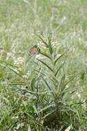 Image of Asclepias mellodora St. Hil.