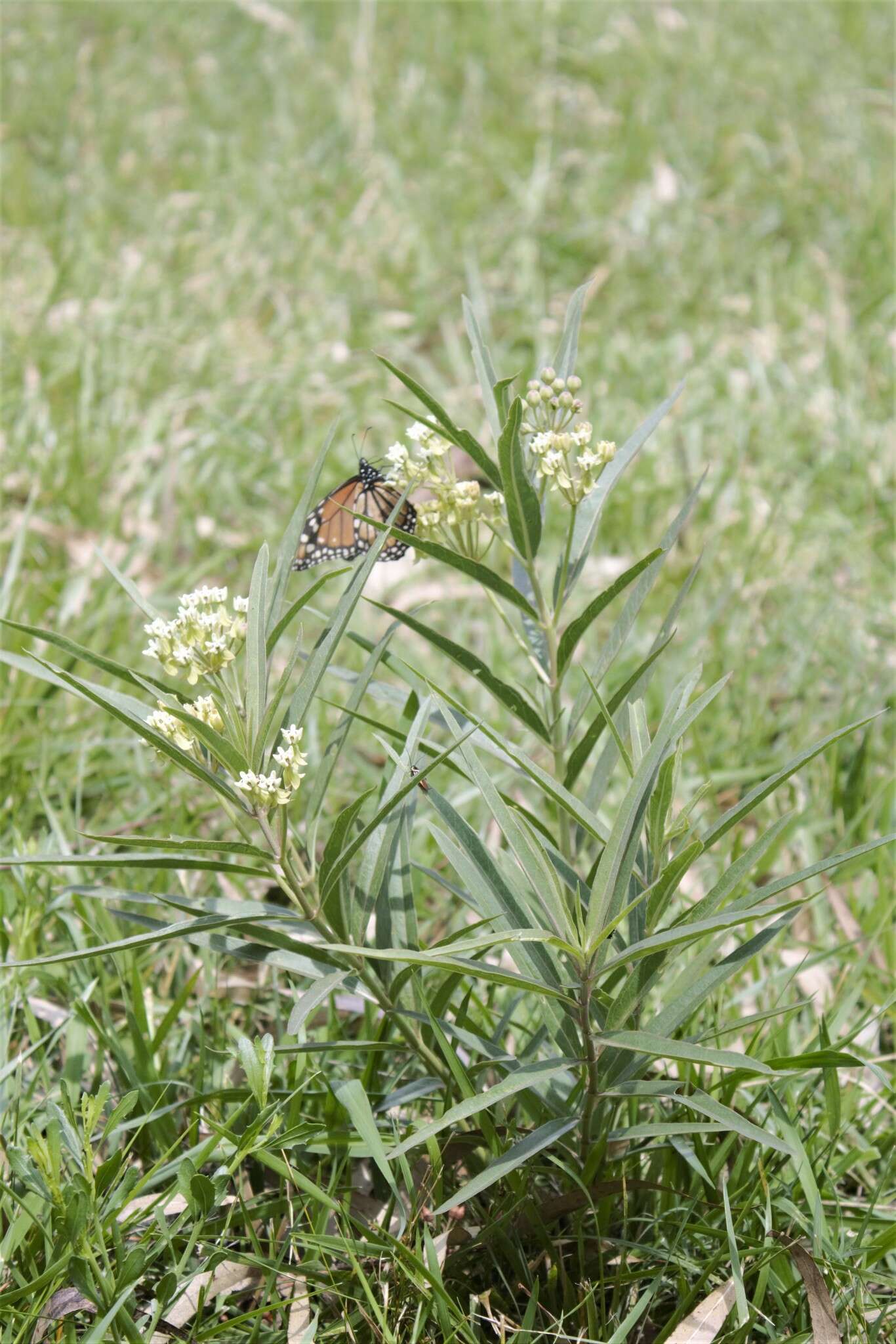 Image of Asclepias mellodora St. Hil.