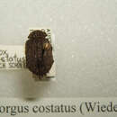 Sivun Omorgus (Omorgus) costatus (Wiedemann 1823) kuva