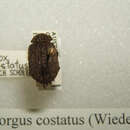 Omorgus (Omorgus) costatus (Wiedemann 1823) resmi