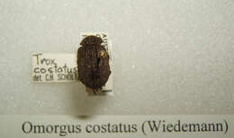 Image of Omorgus (Omorgus) costatus (Wiedemann 1823)