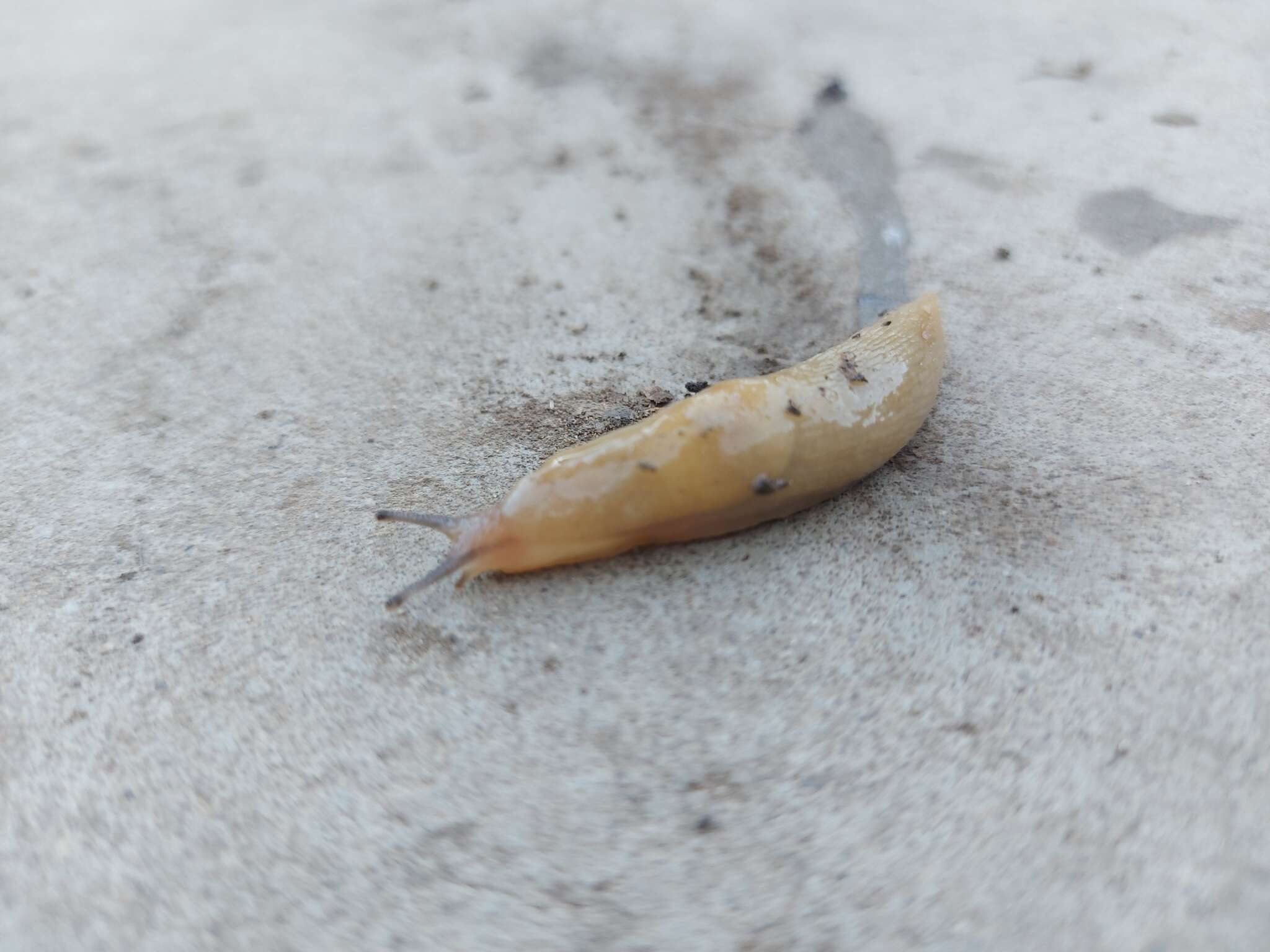 Image of field slug